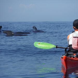 whale-in-route-kayak-cabo-palos