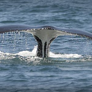 avistamiento-cetaceos